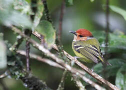 Rufous-crowned Tody-Flycatcher