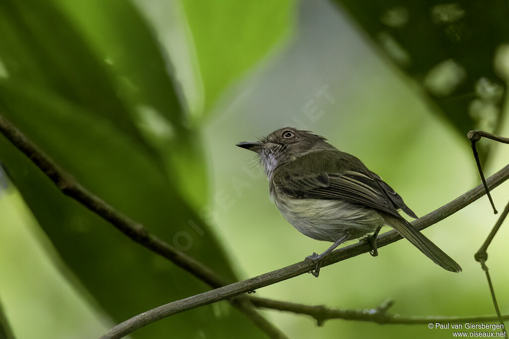 Helmeted Pygmy Tyrantadult