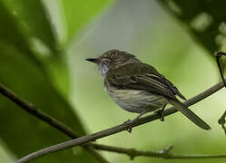 Helmeted Pygmy Tyrant