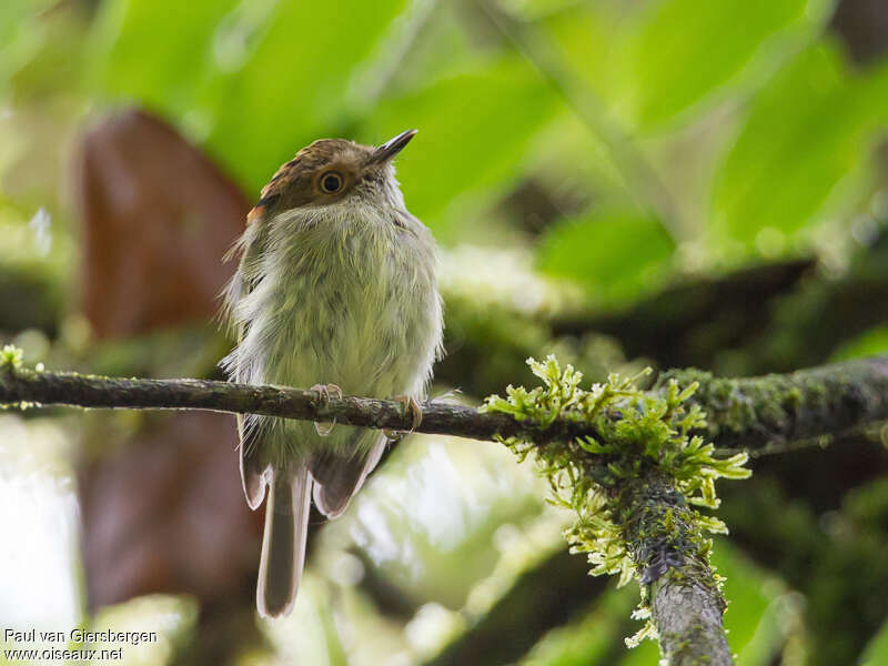 Scale-crested Pygmy Tyrantadult, close-up portrait