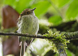 Scale-crested Pygmy Tyrant