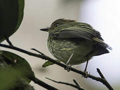 Scale-crested Pygmy Tyrant