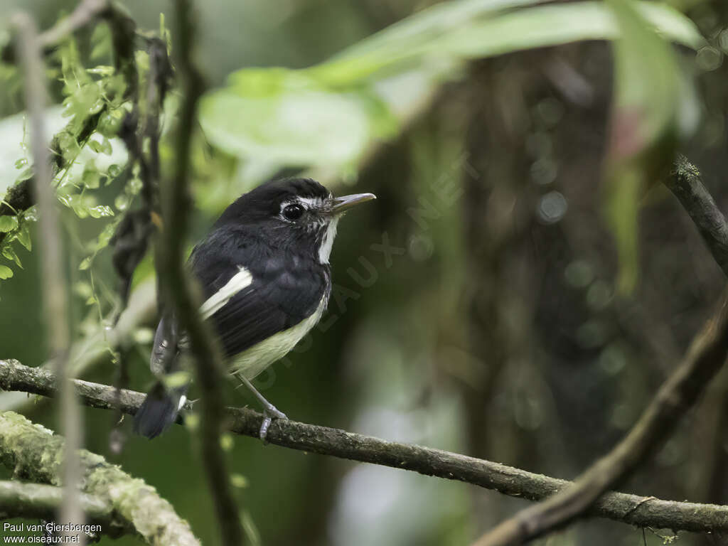 Black-and-white Tody-Flycatcher male adult, identification