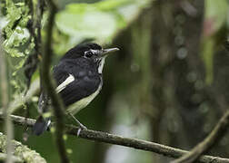 Black-and-white Tody-Flycatcher