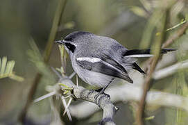 Fairy Flycatcher