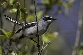 Fairy Flycatcher