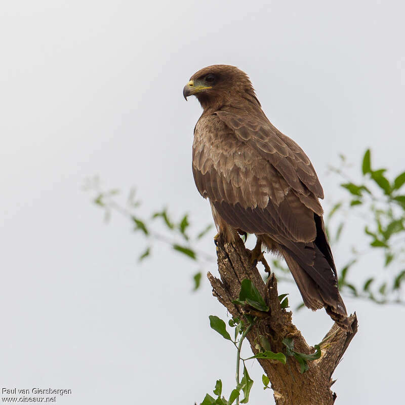 Yellow-billed KiteFirst year, identification