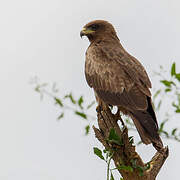 Yellow-billed Kite