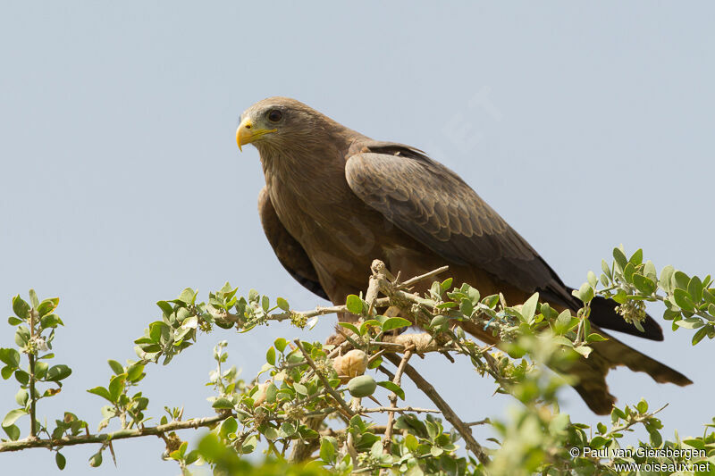 Yellow-billed Kite