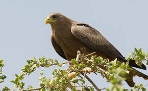 Yellow-billed Kite