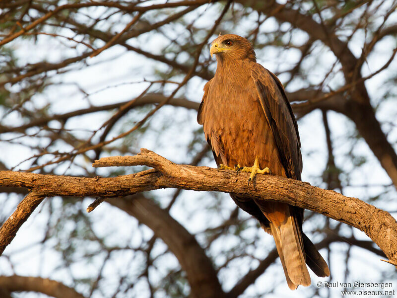 Yellow-billed Kite