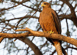 Yellow-billed Kite