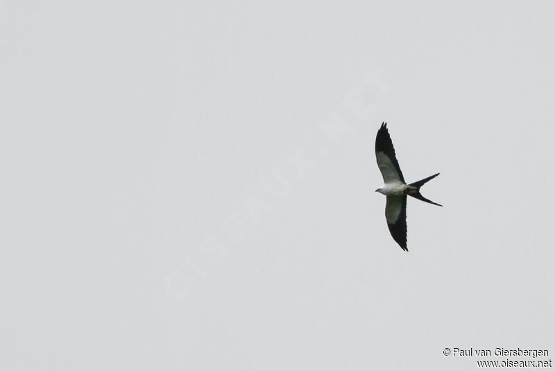 Swallow-tailed Kite