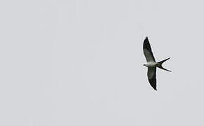 Swallow-tailed Kite