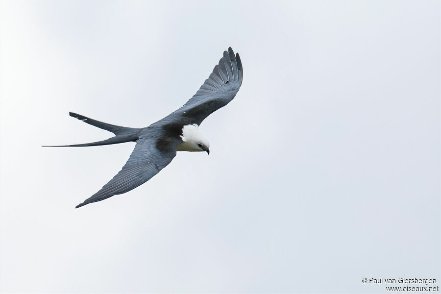 Swallow-tailed Kiteadult