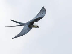 Swallow-tailed Kite