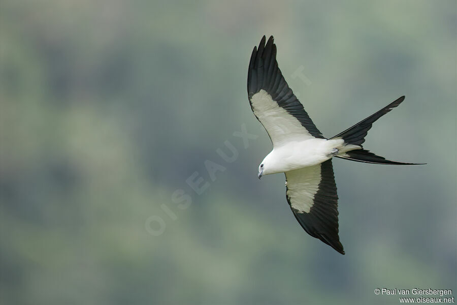 Swallow-tailed Kiteadult