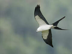 Swallow-tailed Kite