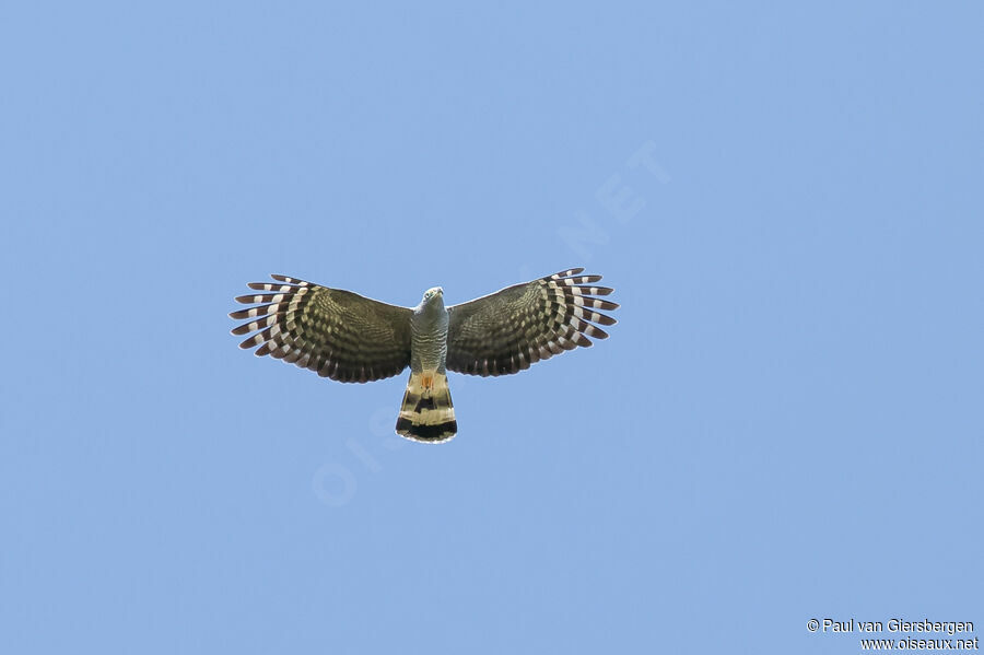 Hook-billed Kite