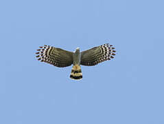 Hook-billed Kite