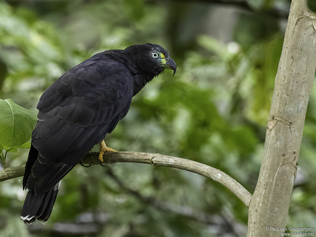 Hook-billed Kiteadult