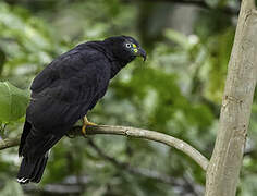 Hook-billed Kite