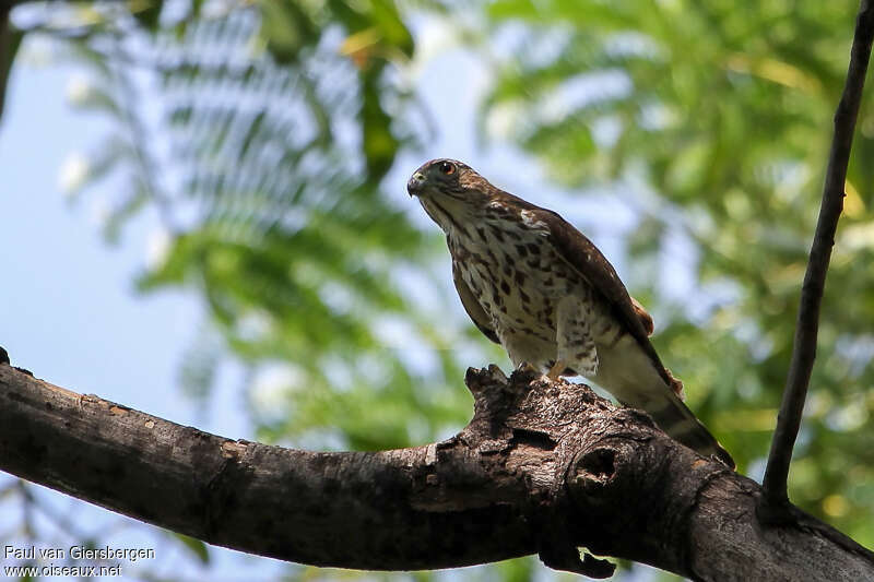 Double-toothed Kitejuvenile, habitat, pigmentation