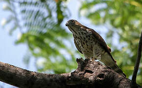 Double-toothed Kite