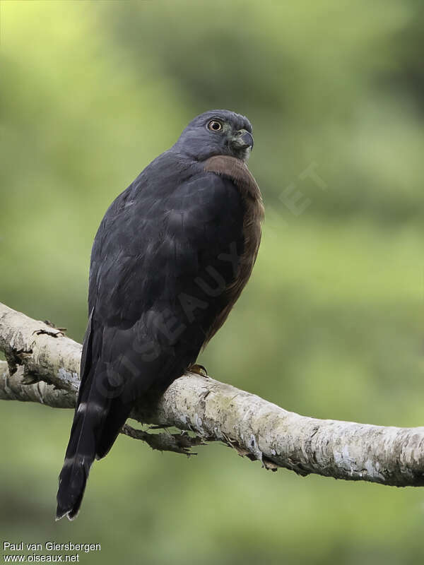 Double-toothed Kiteadult, pigmentation