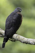 Double-toothed Kite