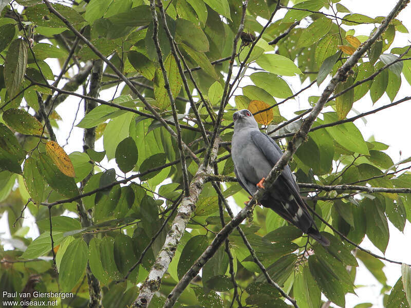 Milan bleuâtreadulte, habitat