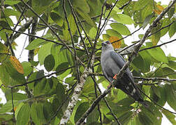 Plumbeous Kite