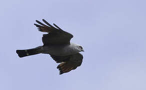 Plumbeous Kite