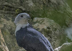 Grey-headed Kite