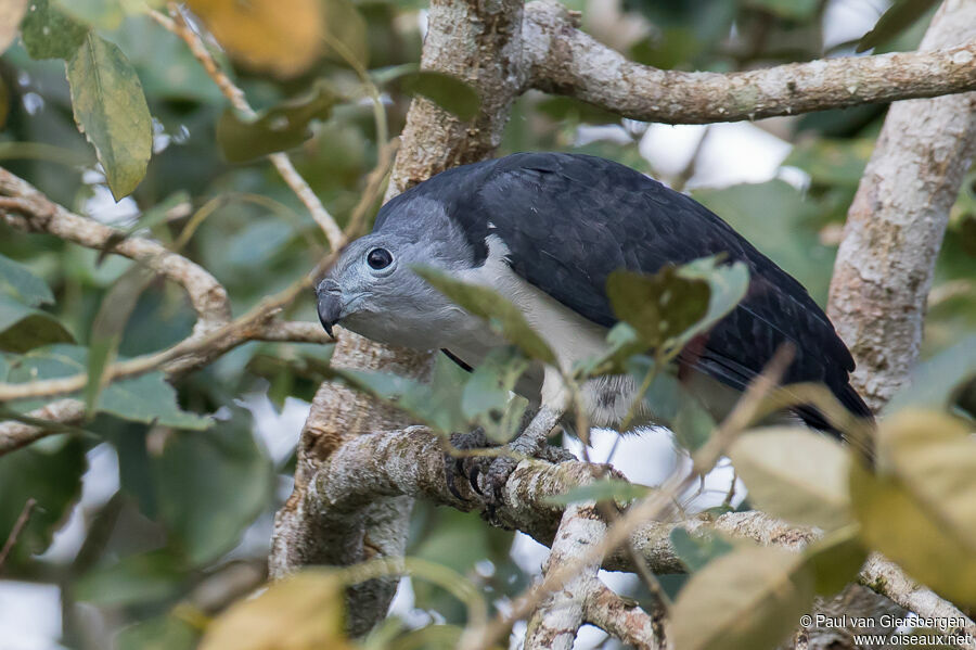 Grey-headed Kiteadult