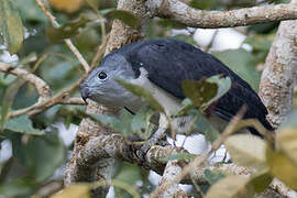 Grey-headed Kite