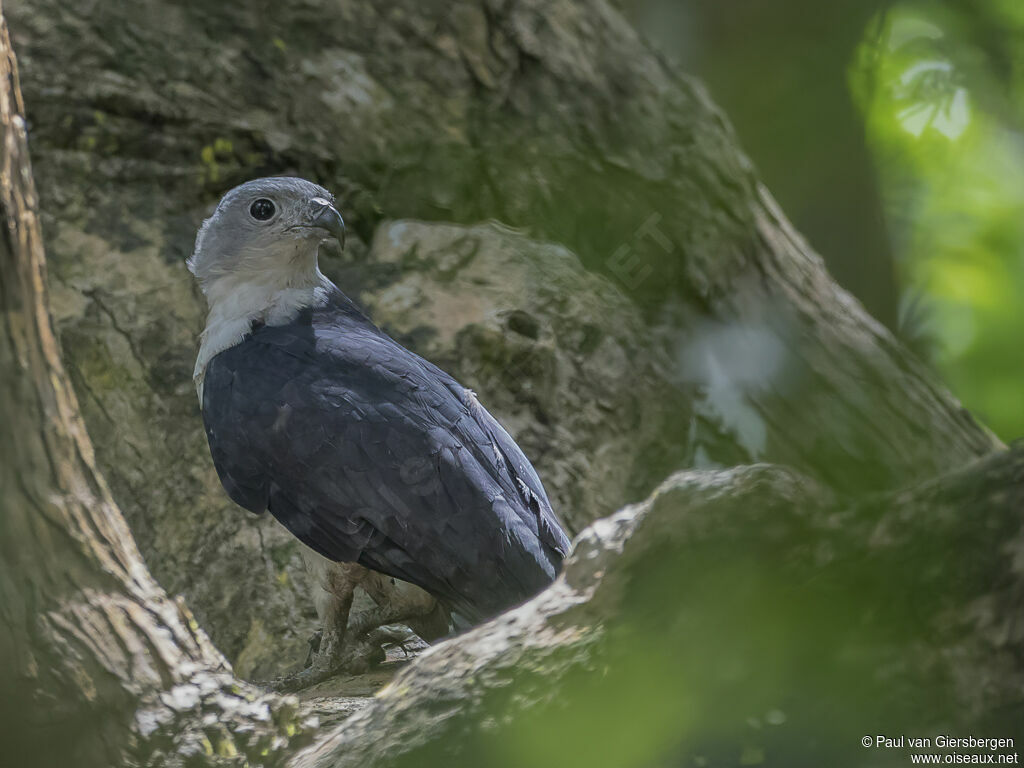 Grey-headed Kite