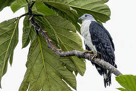 Grey-headed Kite
