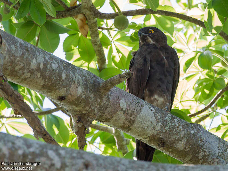 Bat Hawkadult, identification