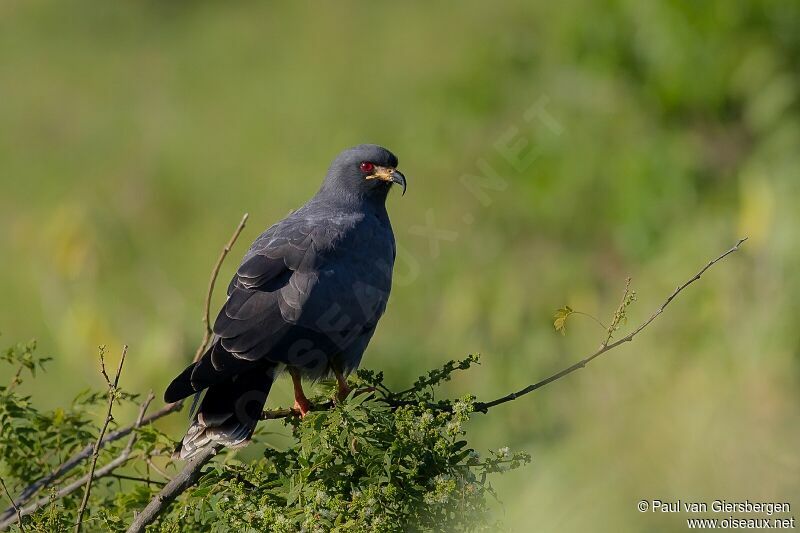 Snail Kite male adult