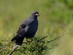 Snail Kite