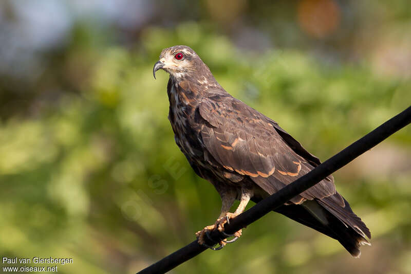 Milan des marais femelle immature, identification