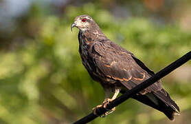 Snail Kite