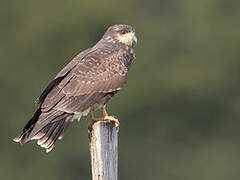 Snail Kite