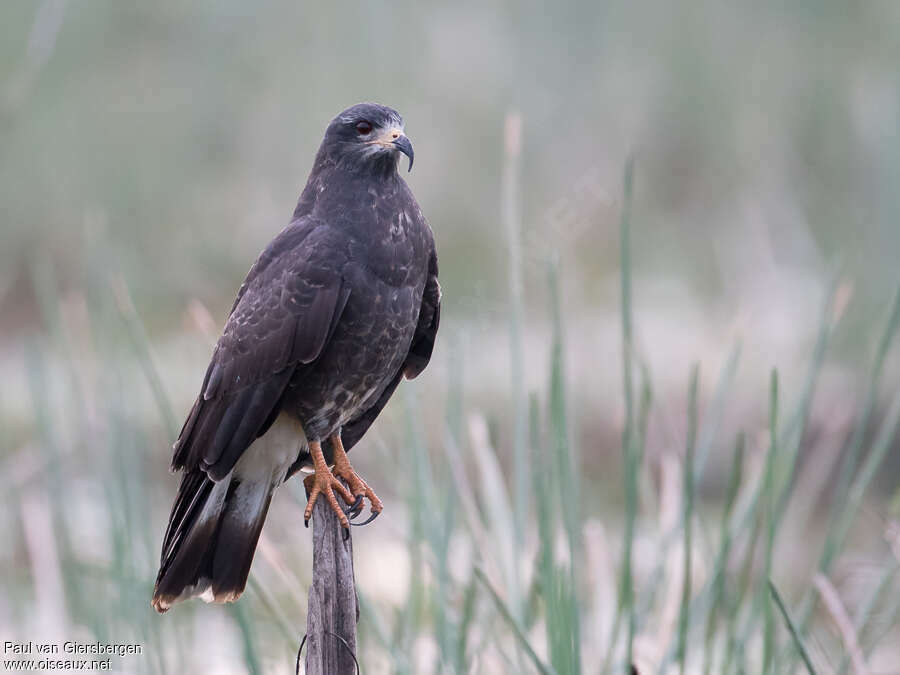 Snail Kite male immature, identification