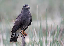 Snail Kite
