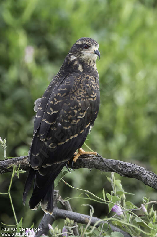 Milan des maraisjuvénile, identification