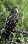 Snail Kite