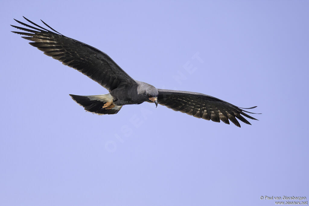 Snail Kite male adult