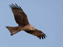 Black Kite